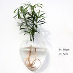 Glass Wall Vase